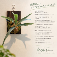 画像271